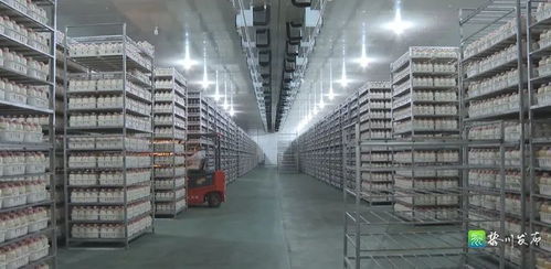 我縣 大力發(fā)展食用菌產(chǎn)業(yè)